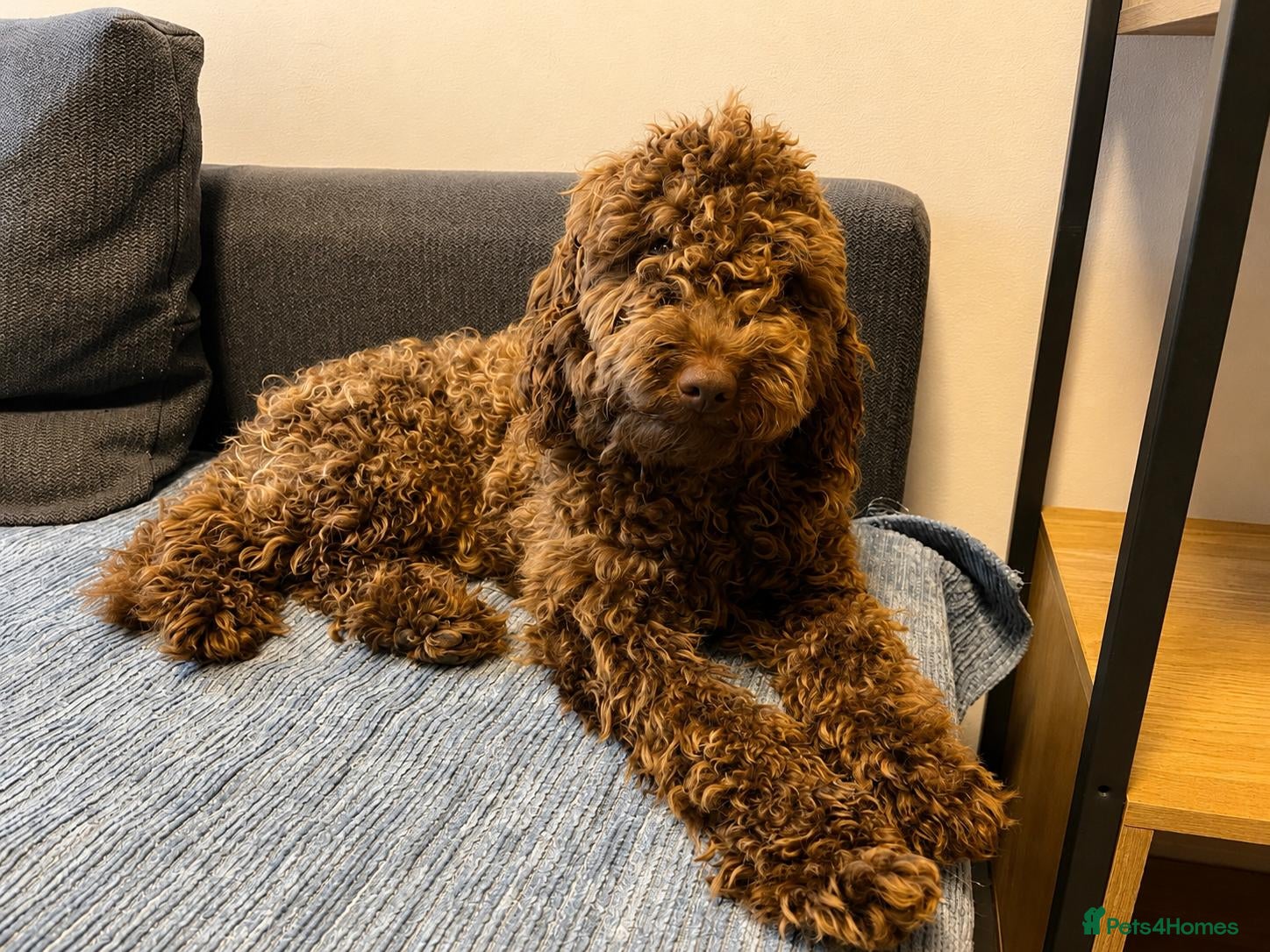 Cockapoo dogs Gorgeous Cappuccino Curly Cockapoo - Advert 1