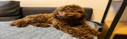 Cockapoo dogs for sale: Gorgeous Cappuccino Curly Cockapoo in Milton Keynes - Advert 1