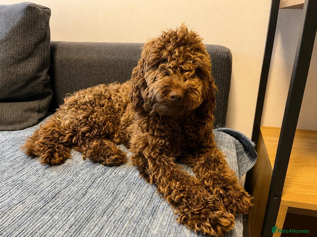 Cockapoo dogs for sale: Gorgeous Cappuccino Curly Cockapoo in Milton Keynes - Advert 1