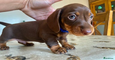 Miniature Dachshund dogs - Advert 4