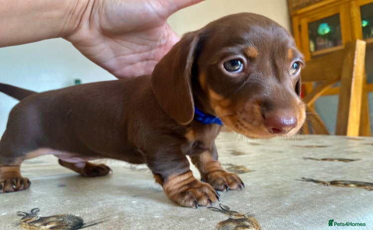 Miniature Dachshund dogs - Advert 1