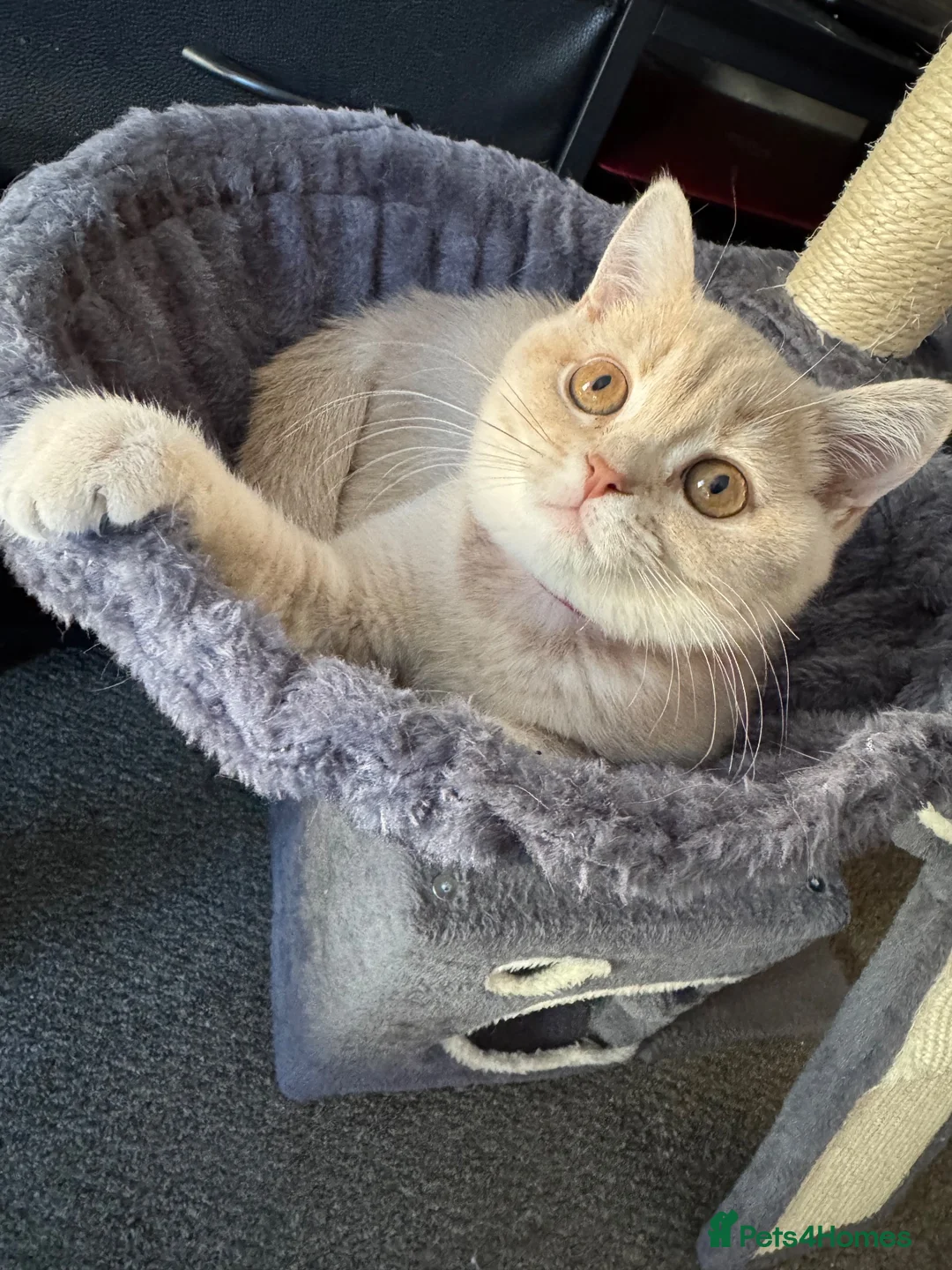 British Shorthair cats for sale: 👑 GCCF BSH Lilac Golden Tipped Girl 👑 - Advert 2