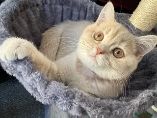 British Shorthair cats 👑 GCCF BSH Lilac Golden Tipped Girl 👑 - Advert 1