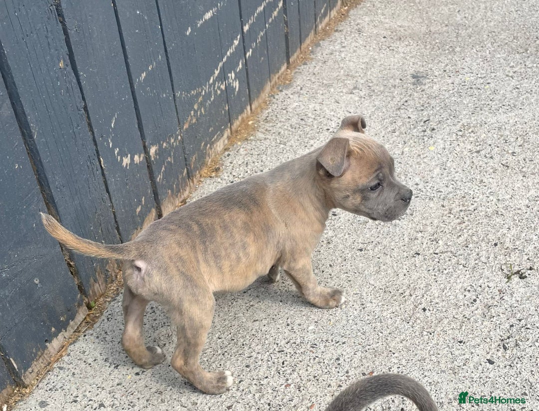 Staffordshire Bull Terrier dogs for sale: Staffordshire Bull Terrier Pups KC REGISTERED  - Image 5