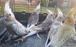 Cockatiels birds for sale: Silly hand tamed cockatiels for sale  - Image 6