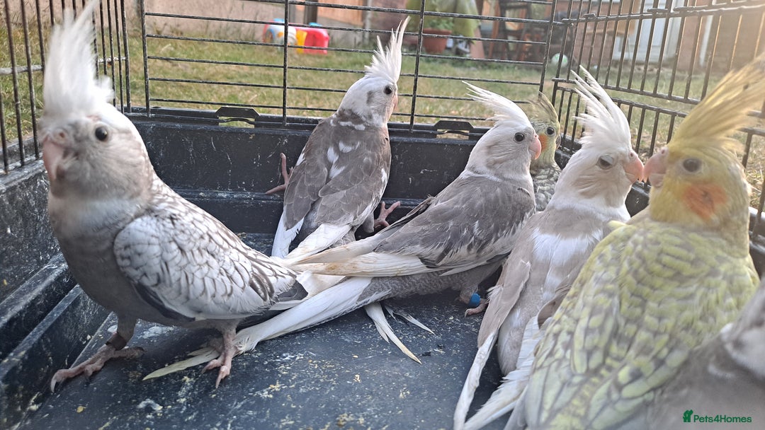 Cockatiels birds for sale: Silly hand tamed cockatiels for sale  - Image 6