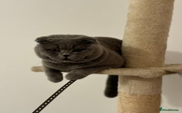 Scottish Fold cats for stud: Up for stud  - Advert 5