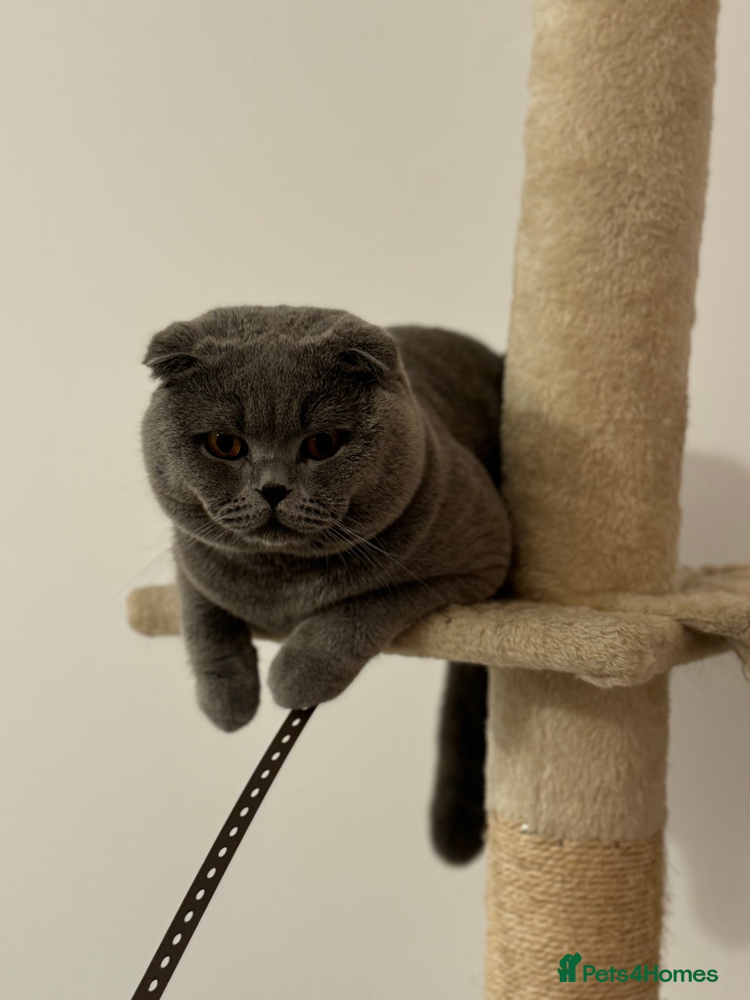 Scottish Fold cats for stud: Up for stud  - Advert 5