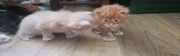 Maine Coon cats for sale: TICA registered polydactyl Maine Coon kittens 😻 - Advert 20