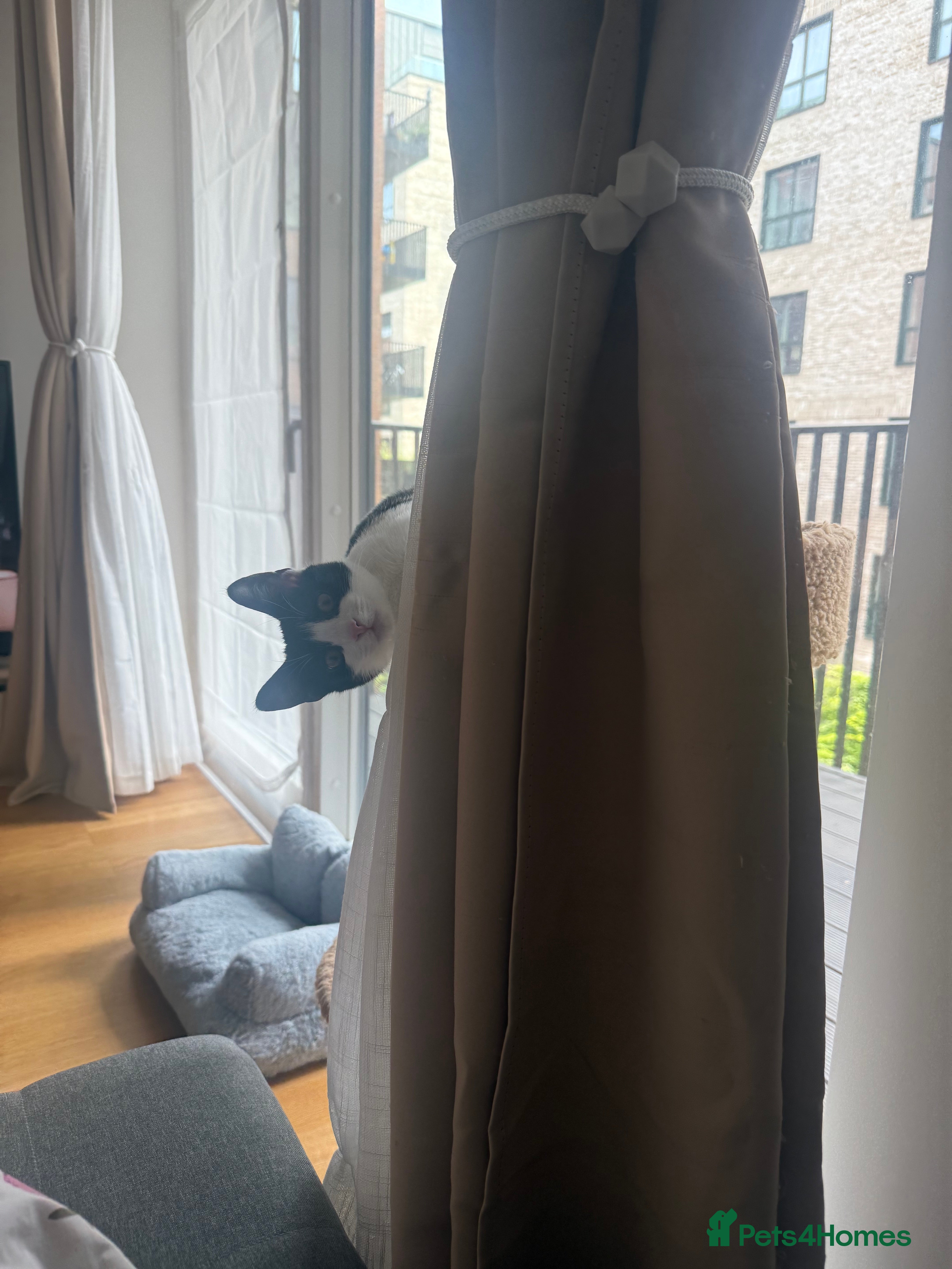 Domestic Shorthair cats Lovely Tuxedo Cat - Advert 1