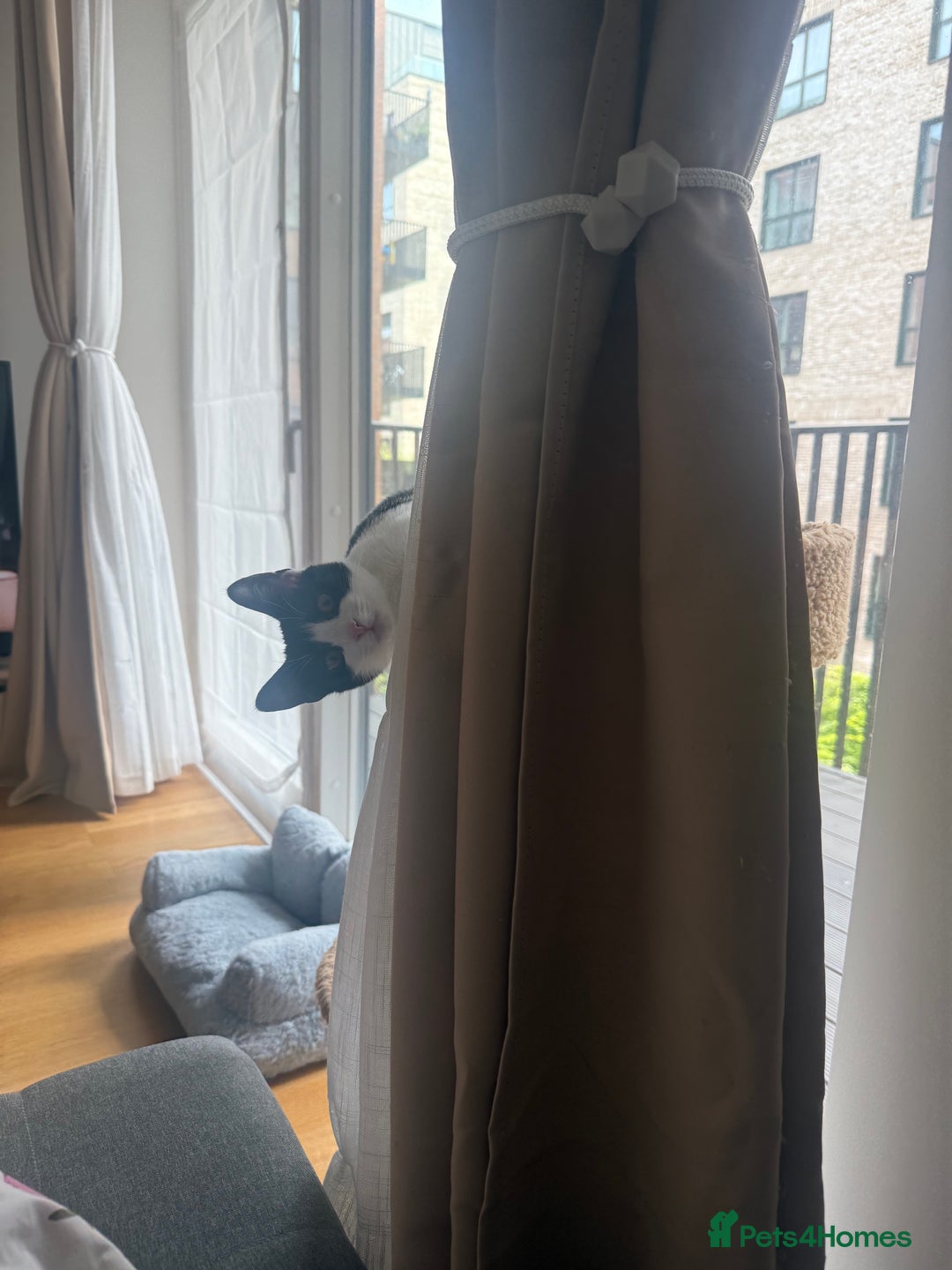 Domestic Shorthair cats for sale: Lovely Tuxedo Cat - Advert 1