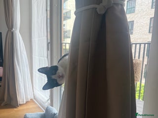 Domestic Shorthair cats Lovely Tuxedo Cat - Advert 1