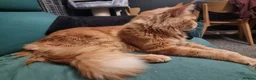 Maine Coon cats for sale: SILVER MAINE COON BOY KITTEN FOR SALE - Advert 5