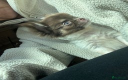 Chihuahua dogs for sale: 💥 REDUCED 💥 ** Choc parti chihuahua ONE BOY LEFT - Image 5