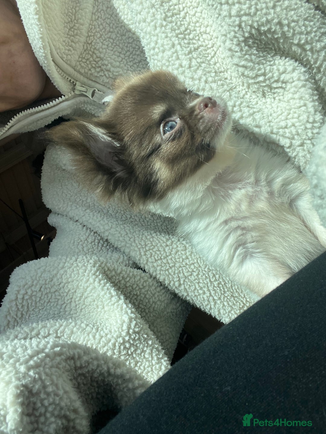 Chihuahua dogs for sale: 💥 REDUCED 💥 ** Choc parti chihuahua ONE BOY LEFT - Image 5