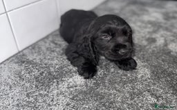 Cocker Spaniel dogs for sale: 6 stunning show type cocker spaniels  - Image 12