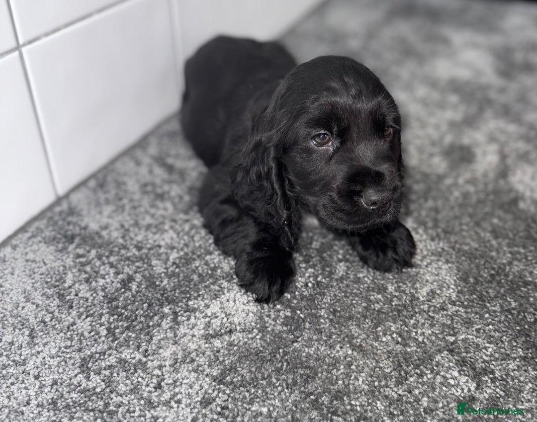 Cocker Spaniel dogs for sale: 6 stunning show type cocker spaniels  - Image 12