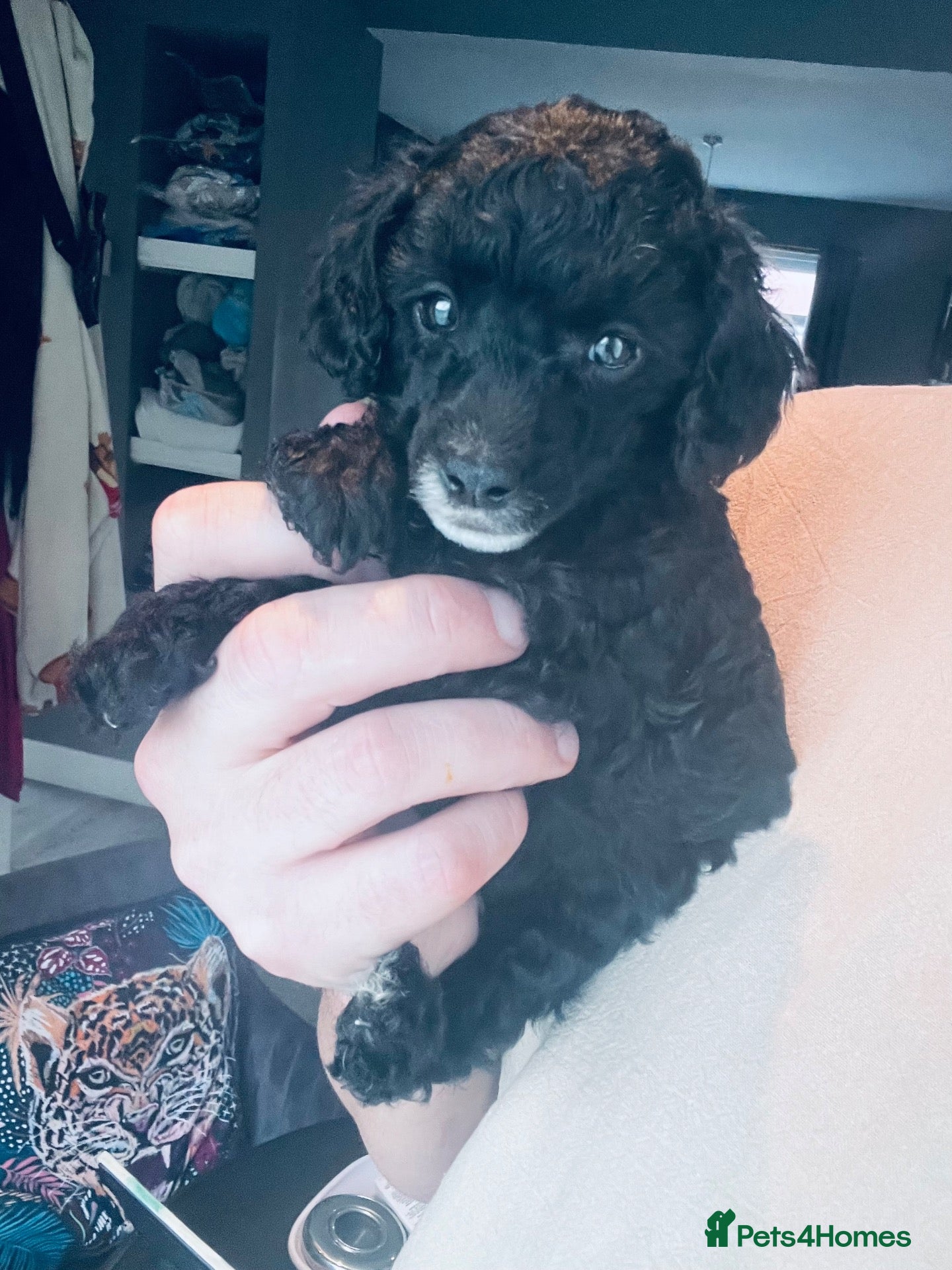 Miniature Poodle dogs for sale: STOP SCROLLING Your perfect mini poodles arrived  - Advert 2