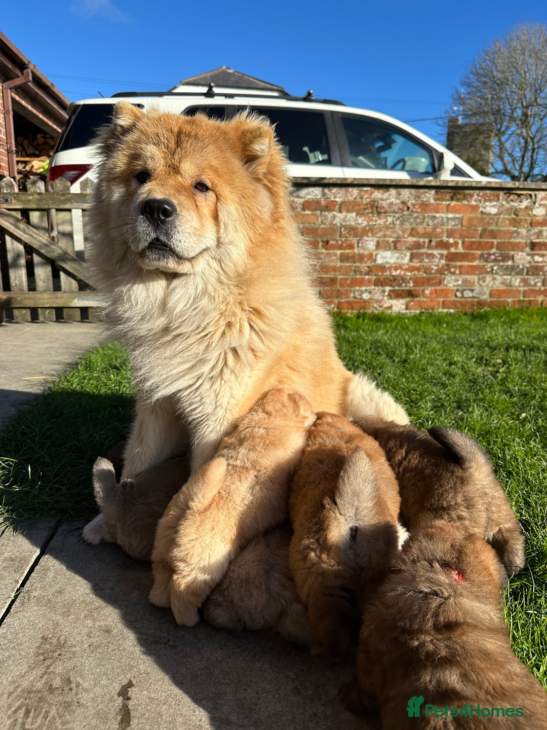 Chow Chow dogs for sale: Gorgeous Chow Chow Puppies Raised in a loving Home - Advert 4