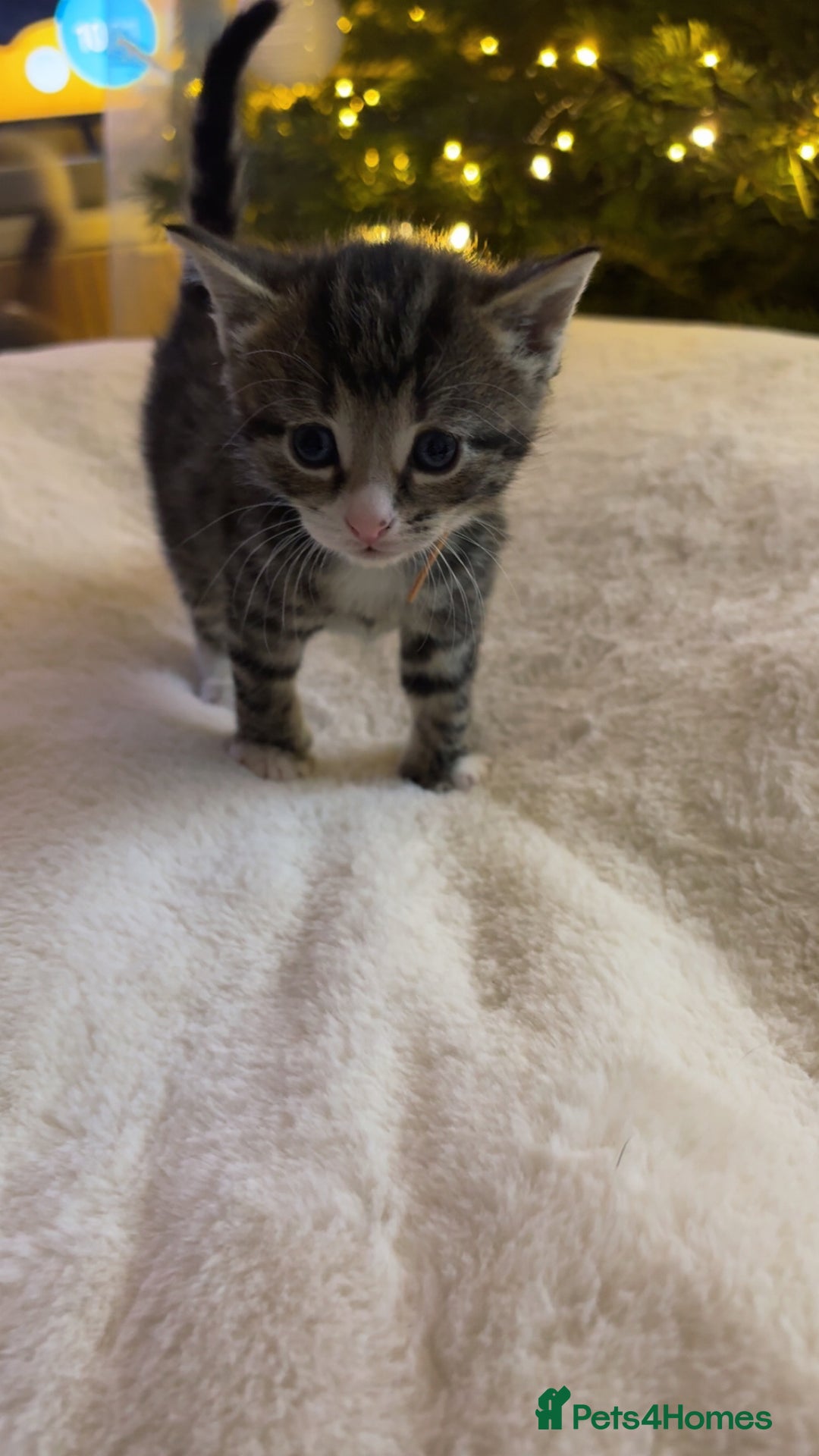 Mixed Breed cats for sale: Stunning kittens 🐱🐱🐱🐱 - Advert 5