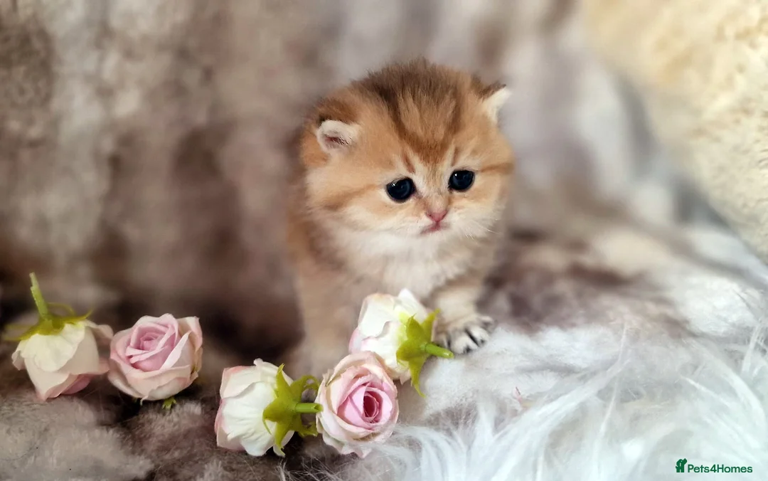 British Shorthair cats for sale: 🧡 GOLDEN & GOLDEN BLUE BSH KITTENS 🧡  - Advert 10