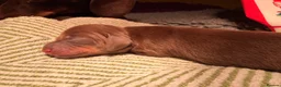 Miniature Dachshund dogs for sale: Beautiful litter of chocolate miniature Dachshunds - Advert 17