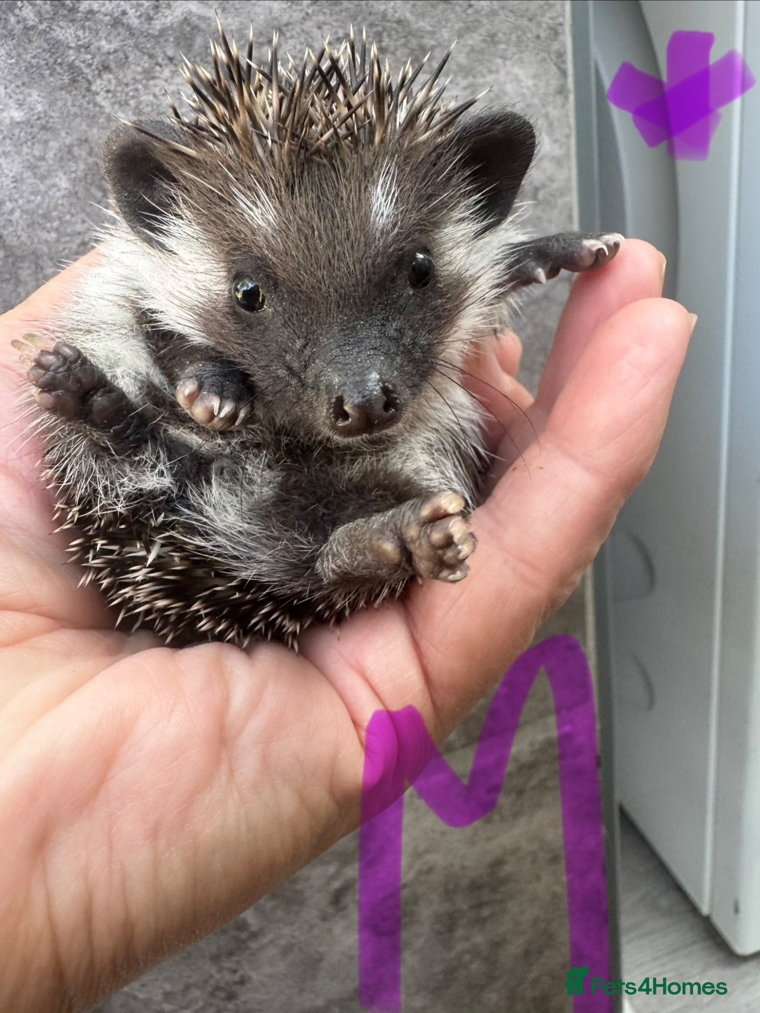 Pygmy Hedgehog rodents 8wk old APH babies mixed masks/colours setup poss  - Advert 1