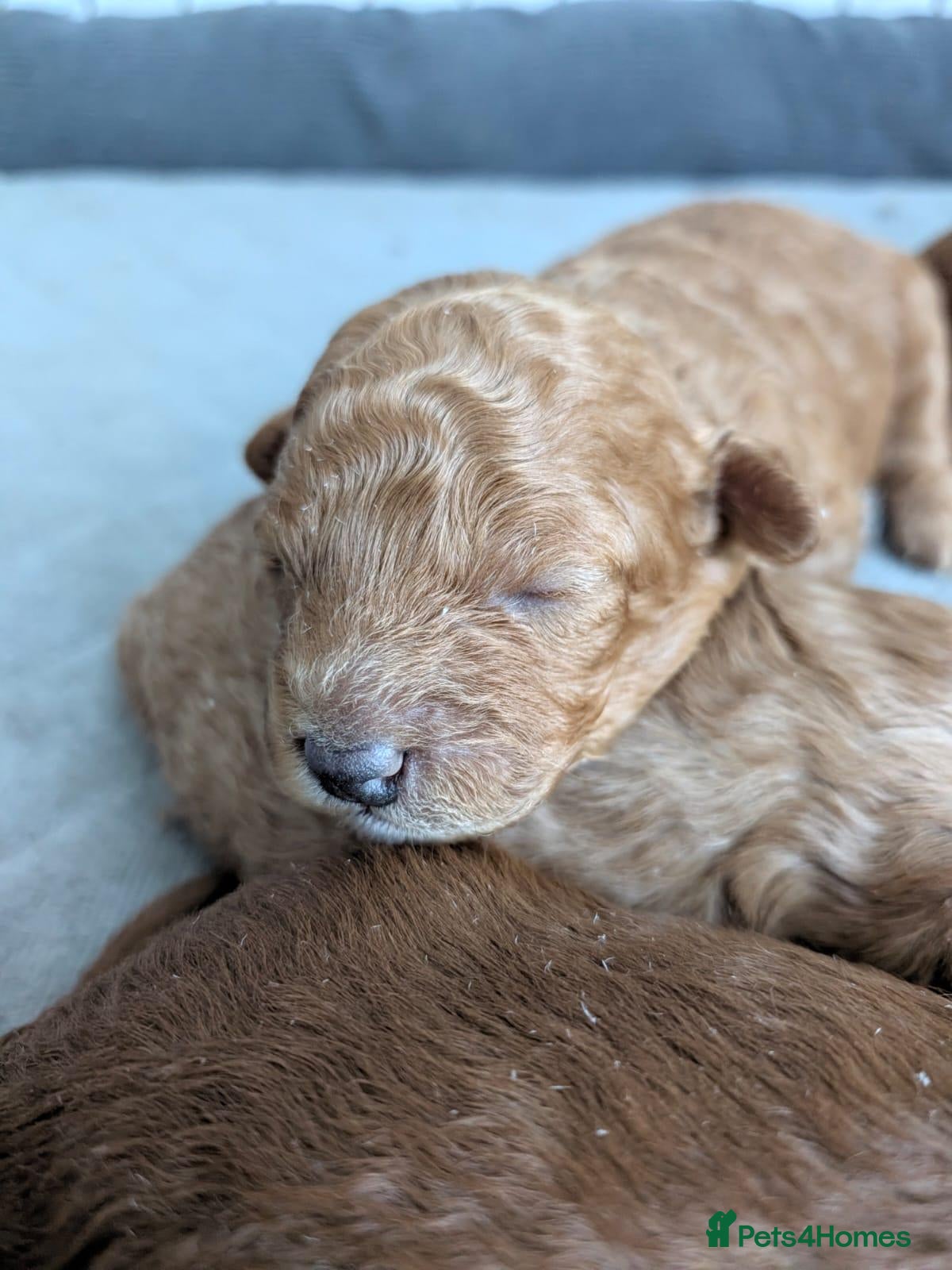 Toy Poodle dogs for sale: Beautiful Toy Poodle Puppies – Apricot boy❤️ - Advert 18
