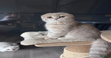 Scottish Fold cats in Croydon - Advert 7