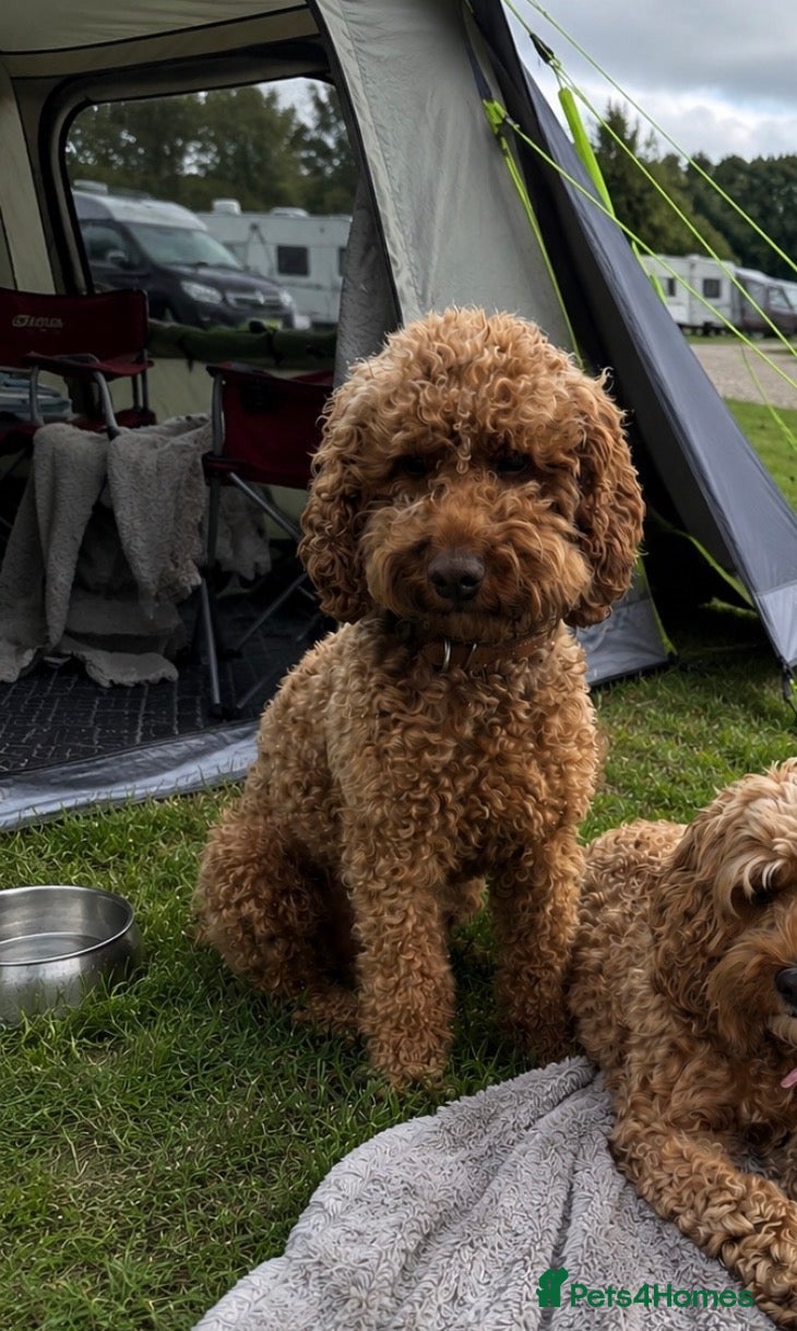 Cockapoo dogs for stud: 🐾 Proven Deep Red F1b Cockapoo Stud Available 🐾 - Advert 2