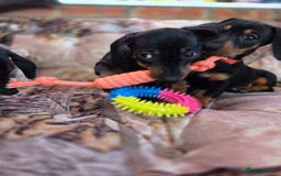 Miniature Dachshund dogs for sale: Quality mini dachshund dna clear - Advert 9