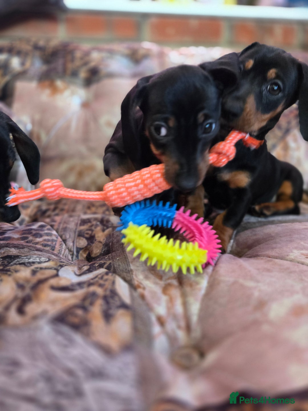 Miniature Dachshund dogs for sale: Quality mini dachshund dna clear - Advert 9