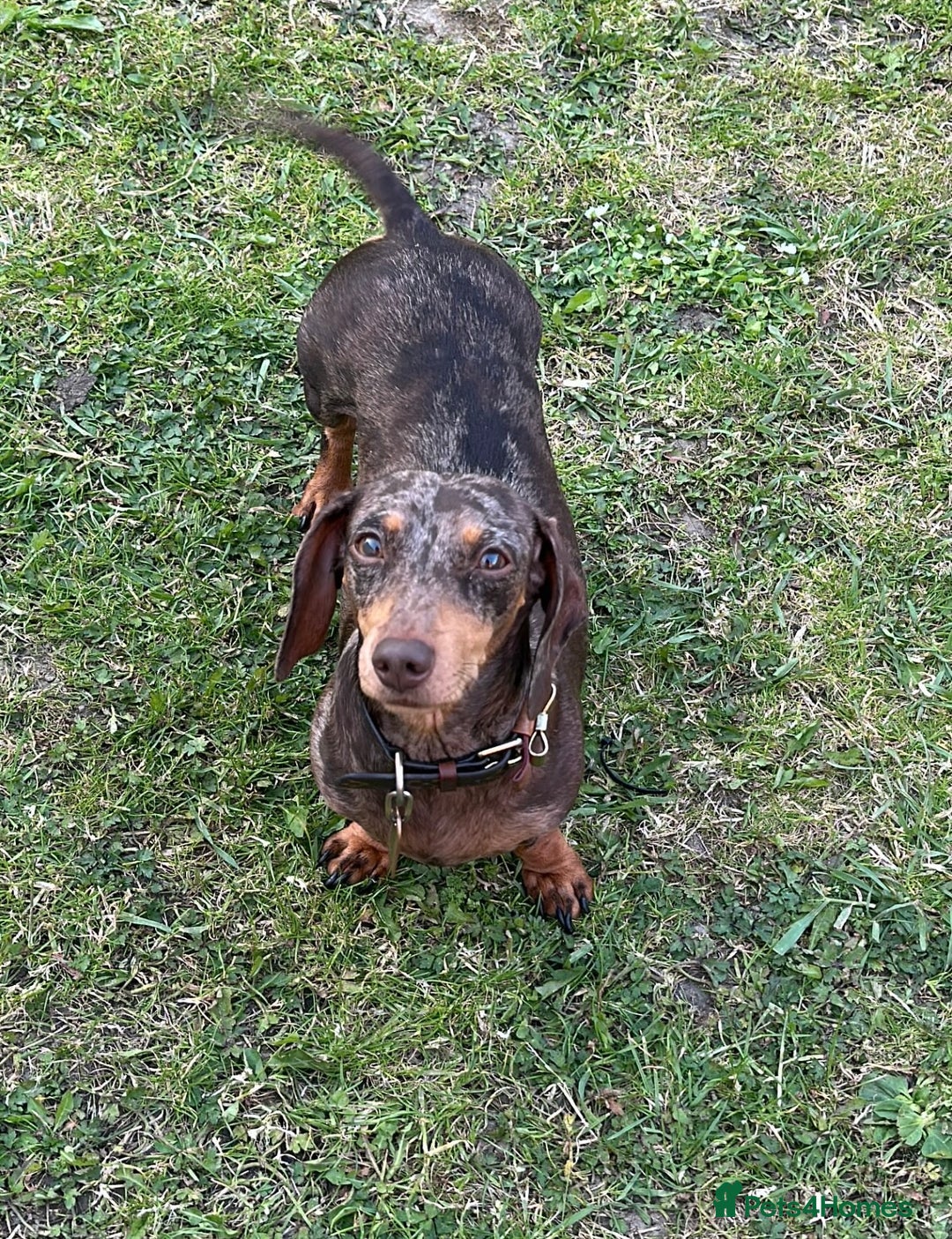 Miniature Dachshund dogs for sale: KC registered miniature Dachshund puppies  - Advert 22