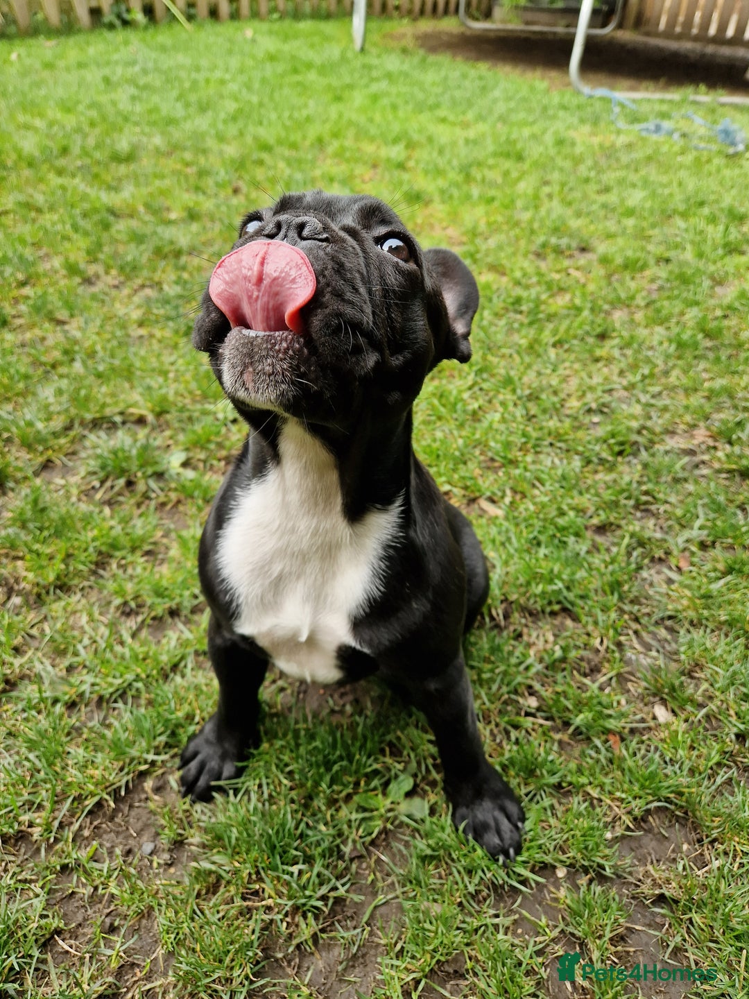 French Bulldog dogs for sale: Beautiful French Bulldog,Looking for a Loving Home - Advert 8