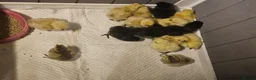 Chickens poultry for sale: 🐥 Silkie Chicks available now 🐥 - Advert 2