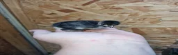 Chickens poultry for sale: Duckling and chicks available - Advert 4