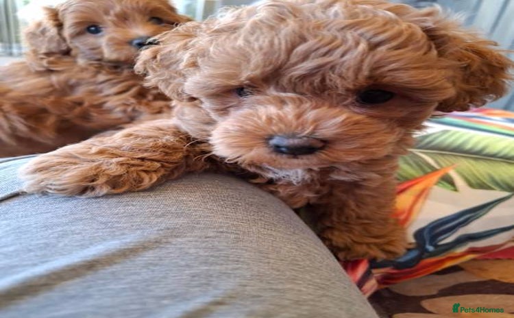 Toy Poodle dogs - Advert 7