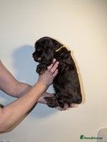 Cocker Spaniel dogs - Advert 3