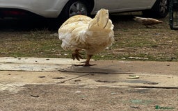 Chickens poultry for sale: Whole Laying Hen Flock for Sale, chicks, hens. - Image 19