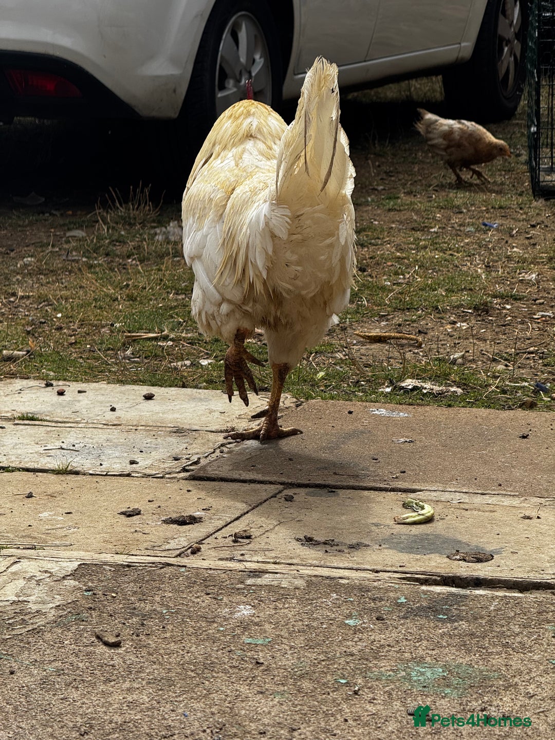 Chickens poultry for sale: Whole Laying Hen Flock for Sale, chicks, hens. - Image 19