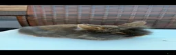 Lionhead rabbits for sale: Beautiful fluffy pure bred lion heads - Advert 3