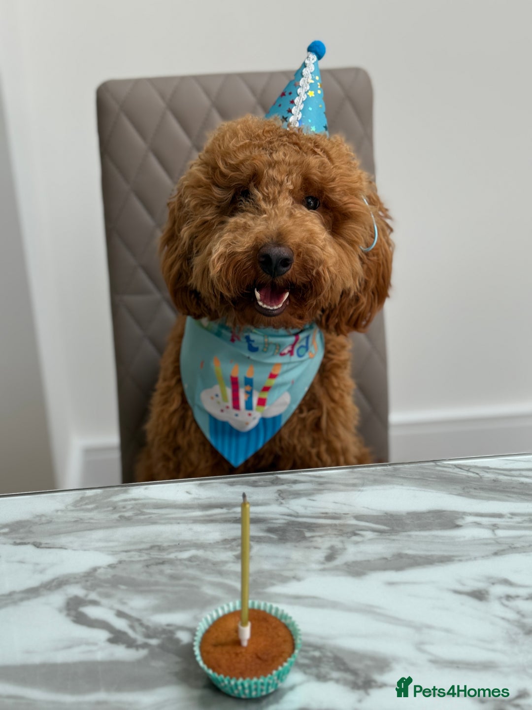 Miniature Poodle dogs for sale: Loving Miniature Poodle - Advert 1