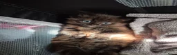 Mixed Breed cats for sale: 8 week old black half maine coone half tabby in Welwyn Garden City - Advert 9