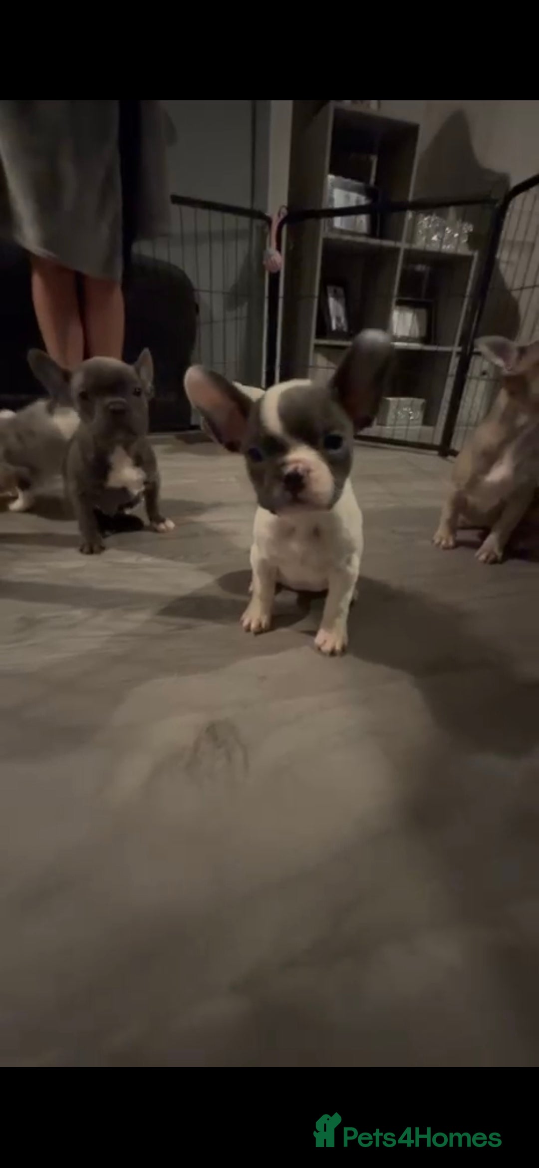 French Bulldog dogs Last 4 French bulldogs reduced  - Advert 9