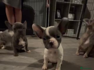 French Bulldog dogs Last 4 French bulldogs reduced - Advert 9