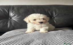 Bichon Frise dogs for sale: Bichon Frise Puppies- Ready to leave - Image 23