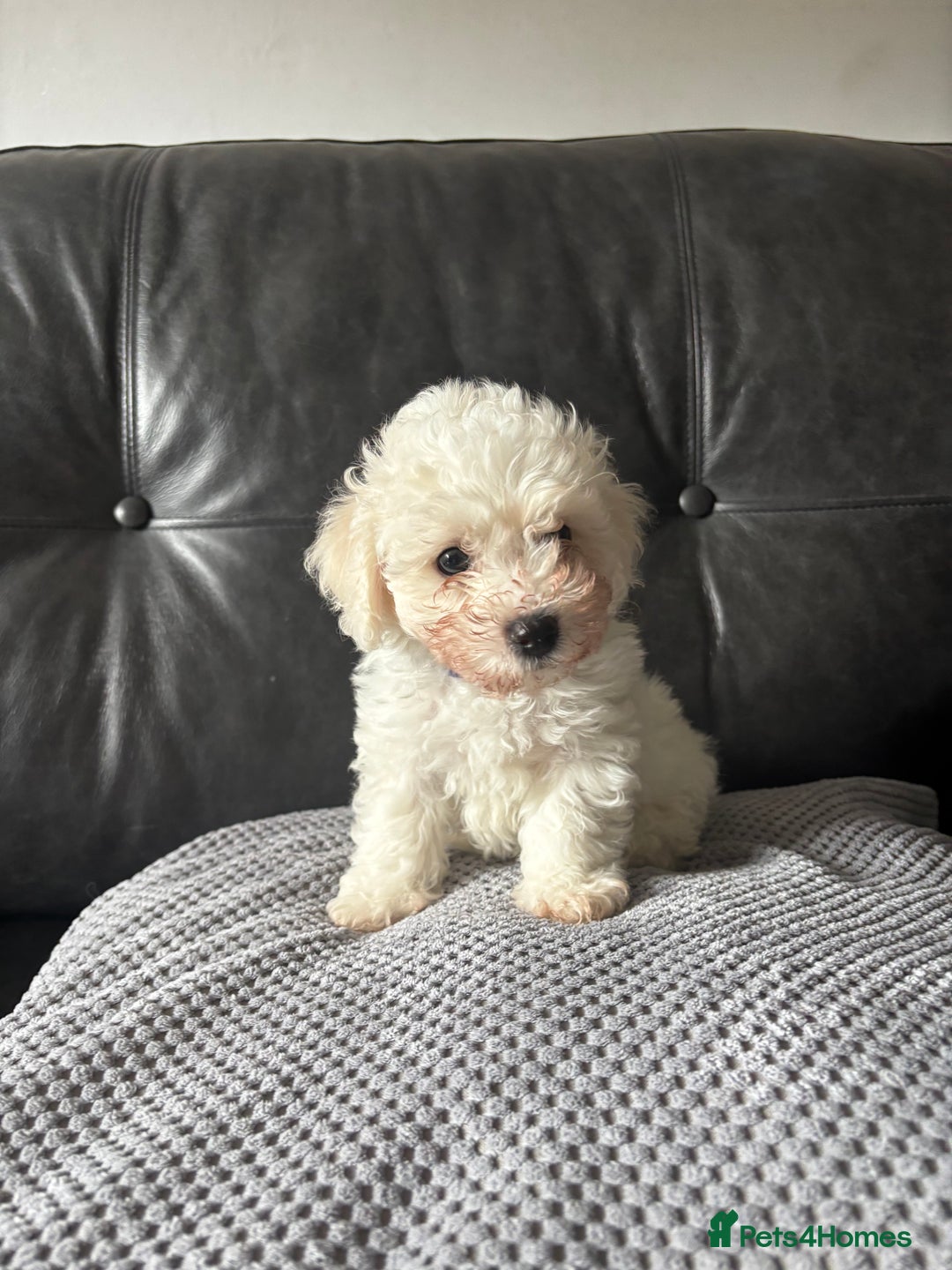 Bichon Frise dogs for sale: Bichon Frise Puppies- Ready to leave - Image 23