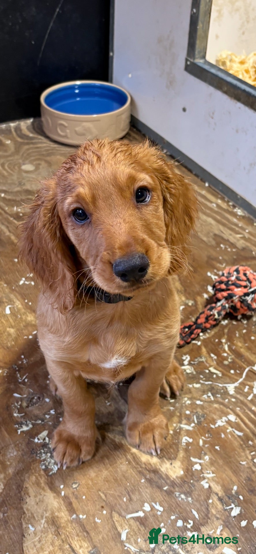 Cocker Spaniel dogs Fully inoculated working cocker spaniel pup  - Advert 6