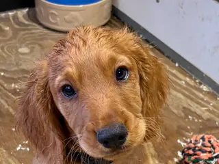 Cocker Spaniel dogs Fully inoculated working cocker spaniel pup - Advert 6