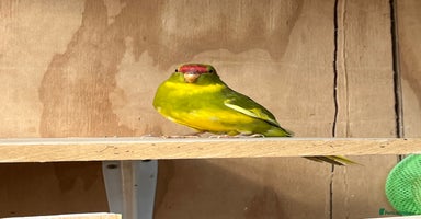 Parakeets birds - Advert 2
